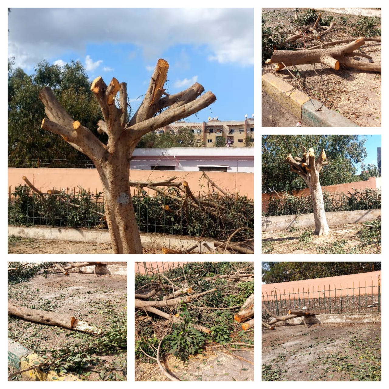 البئر الجديد : منظمة و جمعيات تستنكر عملية قطع الأشجار قرب مدرسة التهديب 