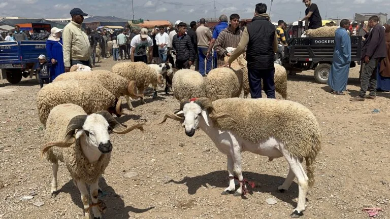 توقيف شخصين يشتبه في قيامهما بالمضاربة بأسعار الأضاحي داخل سوق في فاس