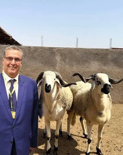 ملايير الدعم تتبخر في أسواق الماشية.. والمواطن يدفع الثمن مرتين