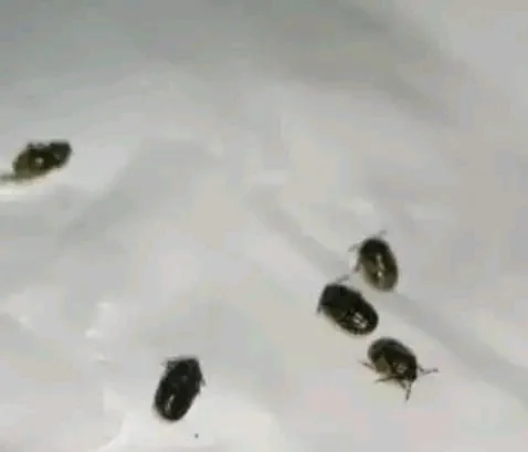 اسراب من الحشرات الغريبة تغزو عددا من المدن وخبير يشرح الظاهرة