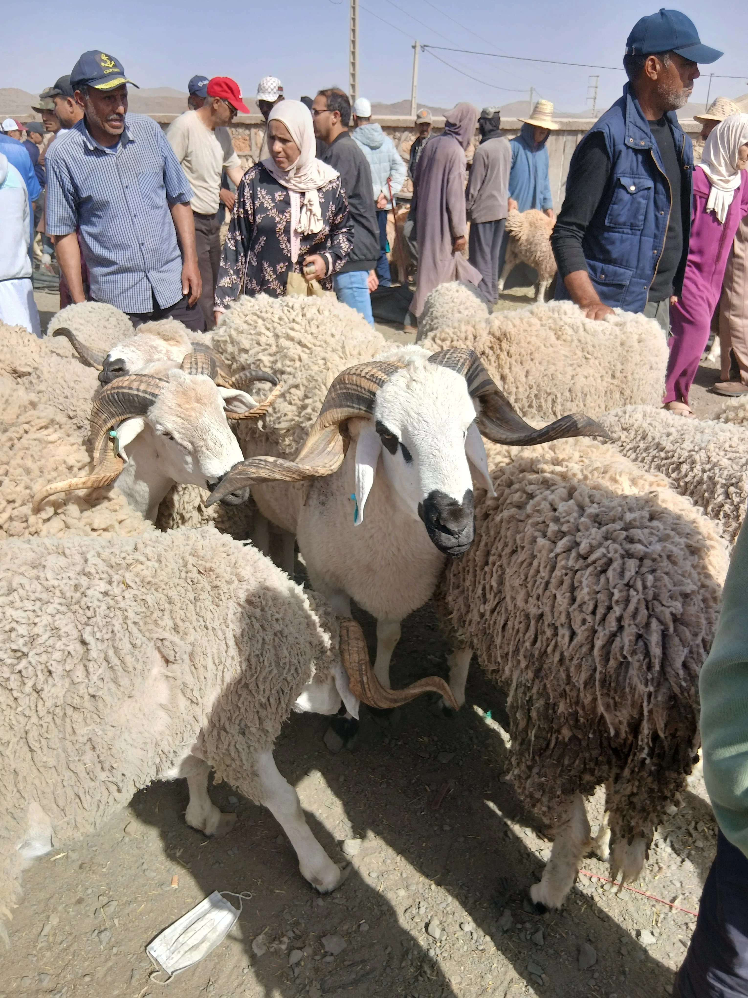 مهنيون وكسابة بمراكش يؤكدون وفرة الأضاحي واستقرار الأثمنة قبل العيد