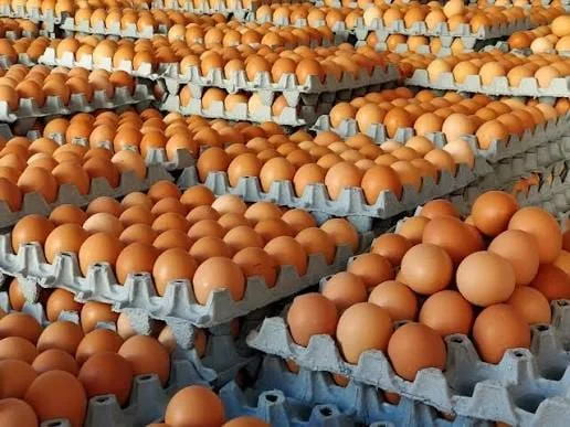 تقلبات حادة في أسعار البيض بالأسواق المغربية.. ودعوات لحماية القدرة الشرائية